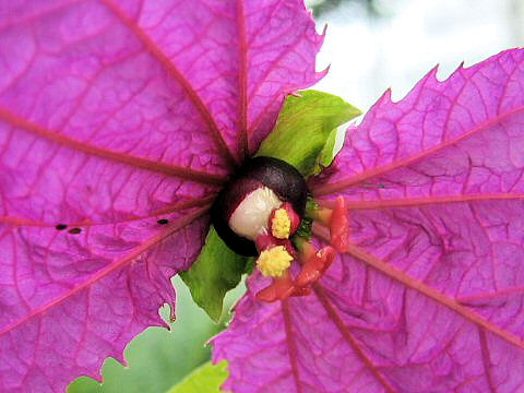 Dalechampia dioscoreifolia