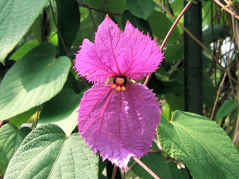 Dalechampia dioscoreifolia