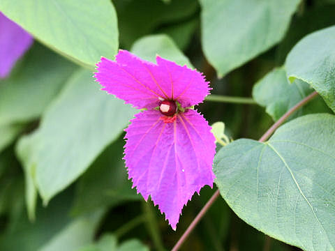 Dalechampia dioscoreifolia