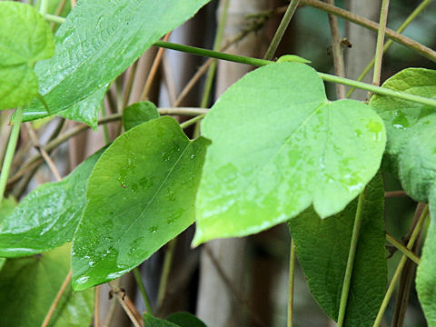 Dalechampia dioscoreifolia