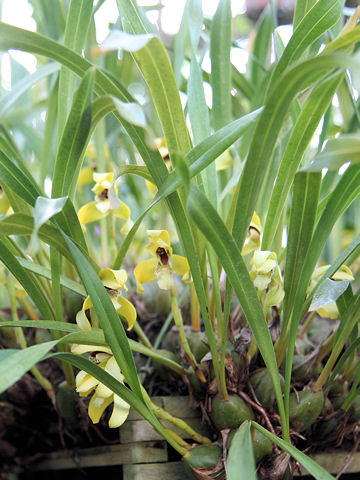 Maxillaria porphyrostele