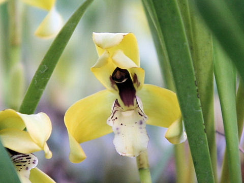 Maxillaria porphyrostele