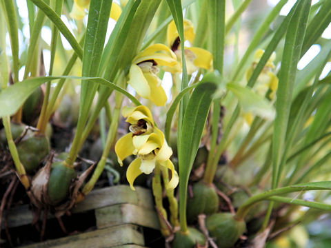 Maxillaria porphyrostele