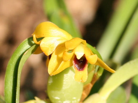 Maxillaria variabilis