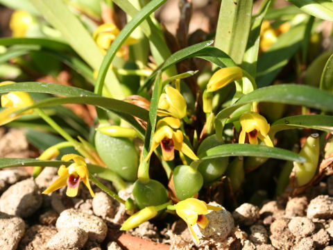 Maxillaria variabilis