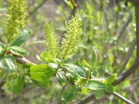 Salix chaenomeloides