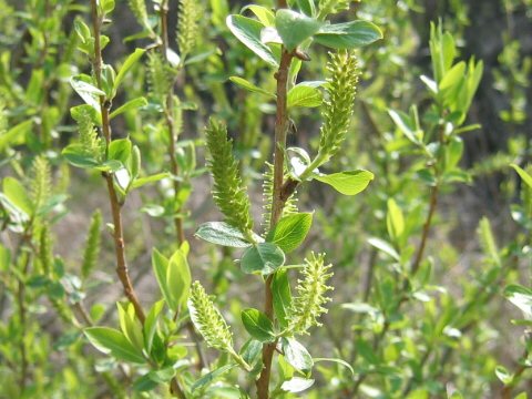 Salix chaenomeloides