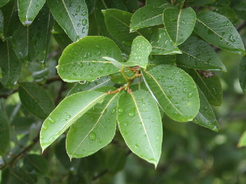 Salix chaenomeloides