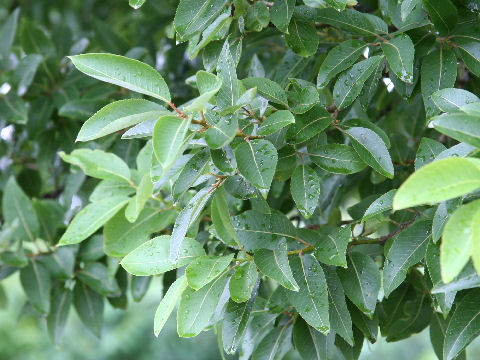 Salix chaenomeloides