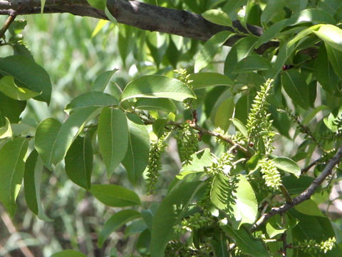 Salix chaenomeloides