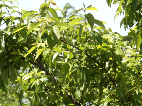 Salix chaenomeloides