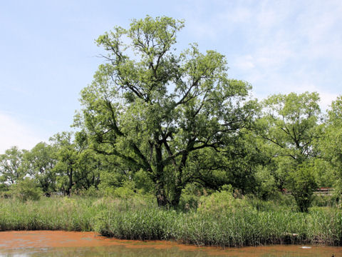 Salix chaenomeloides