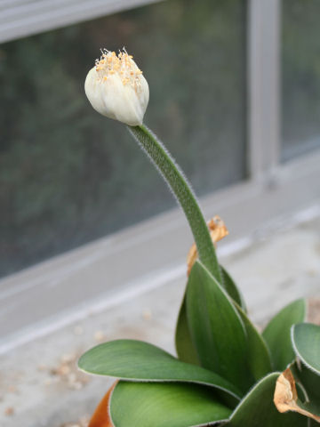 Haemanthus albiflos