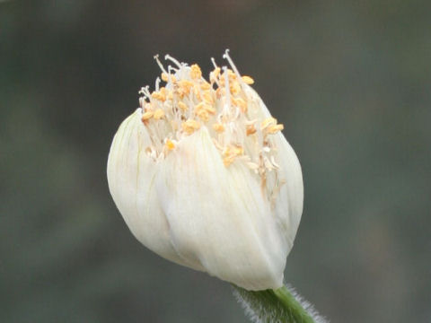 Haemanthus albiflos