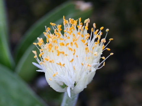 Haemanthus albiflos