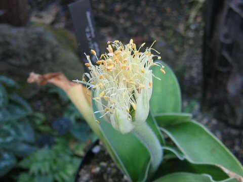 Haemanthus albiflos