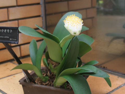 Haemanthus albiflos