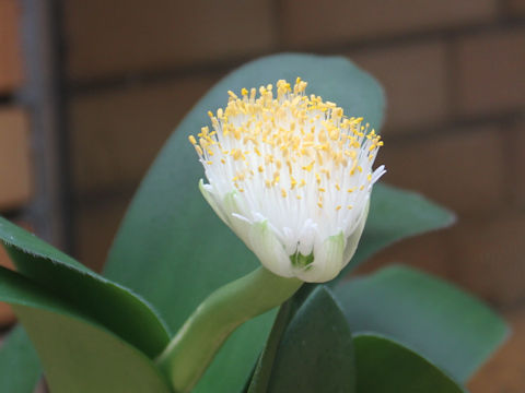 Haemanthus albiflos