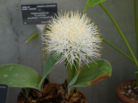 Haemanthus albiflos