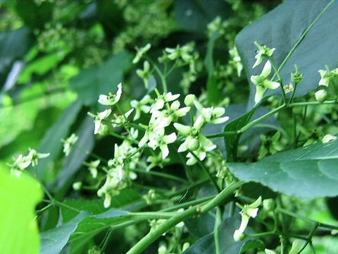 Euonymus sieboldianus