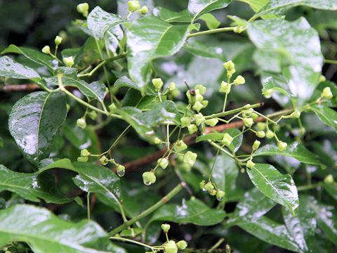 Euonymus sieboldianus