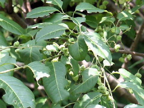 Euonymus sieboldianus