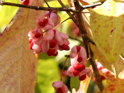 Euonymus sieboldianus