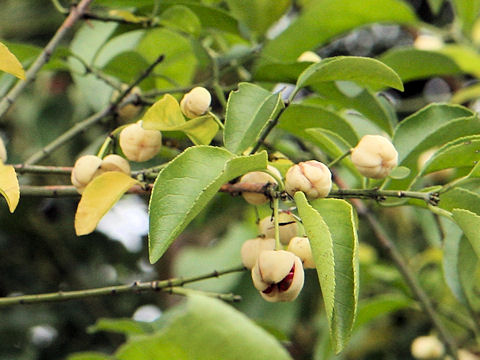 Euonymus sieboldianus