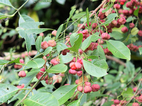 Euonymus sieboldianus