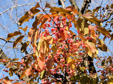 Euonymus sieboldianus cv. Variegata