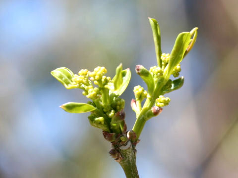 Euonymus sieboldianus