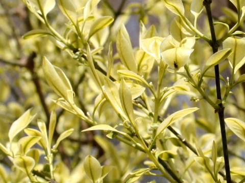 Euonymus sieboldianus