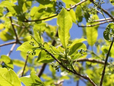 Euonymus sieboldianus