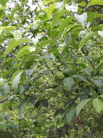 Euonymus sieboldianus