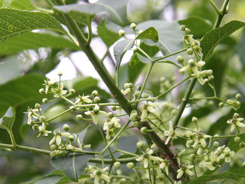 Euonymus sieboldianus