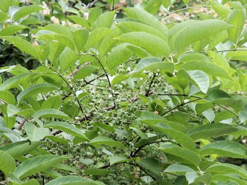 Euonymus sieboldianus