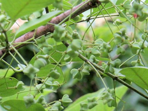 Euonymus sieboldianus