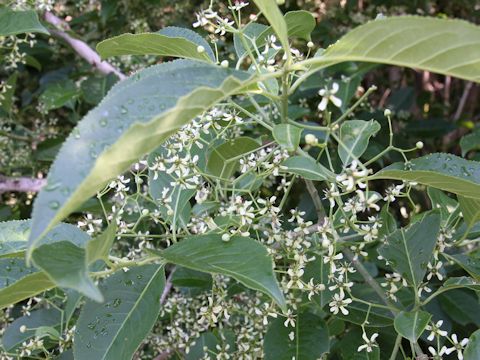 Euonymus sieboldianus