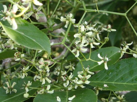 Euonymus sieboldianus