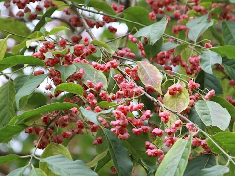 Euonymus sieboldianus