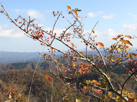 Euonymus sieboldianus