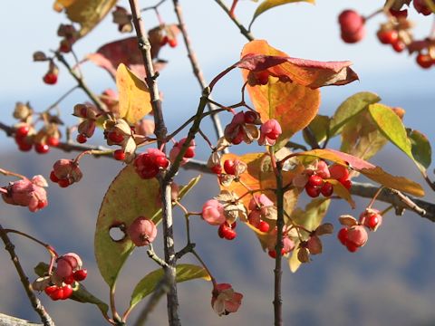 Euonymus sieboldianus