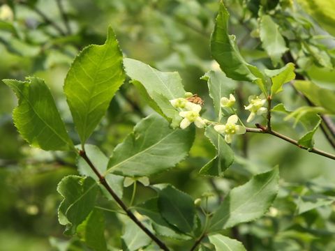 Euonymus sieboldianus