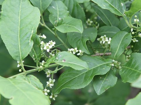 Euonymus sieboldianus