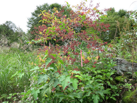 Euonymus sieboldianus