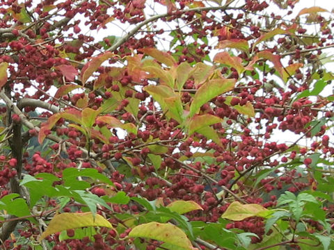 Euonymus sieboldianus