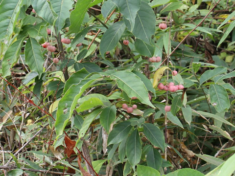 Euonymus sieboldianus