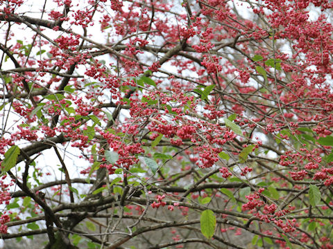 Euonymus sieboldianus