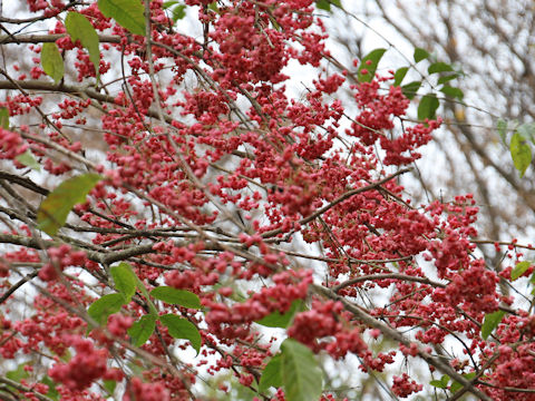 Euonymus sieboldianus