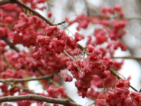 Euonymus sieboldianus